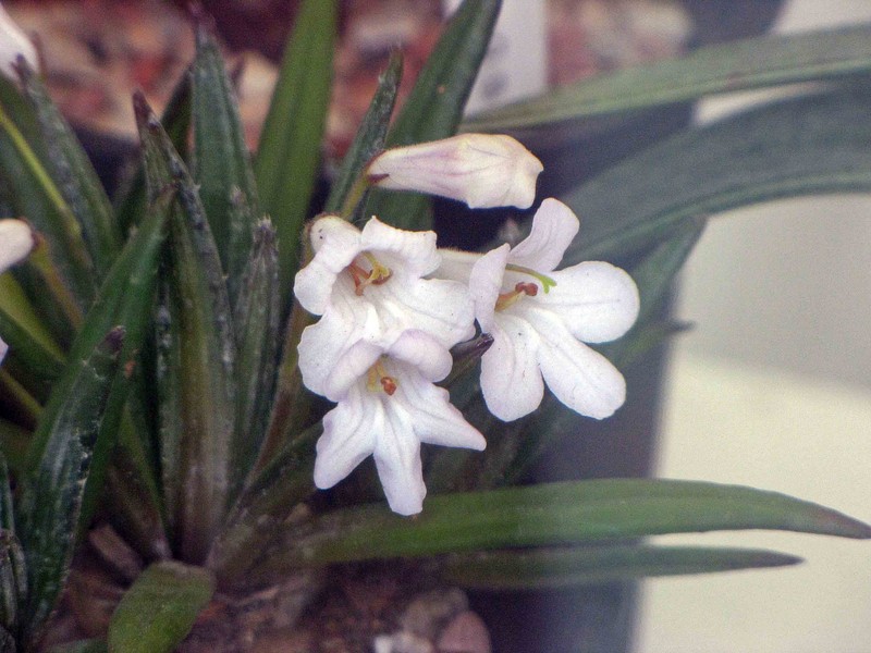 Primulina ophiopogoides