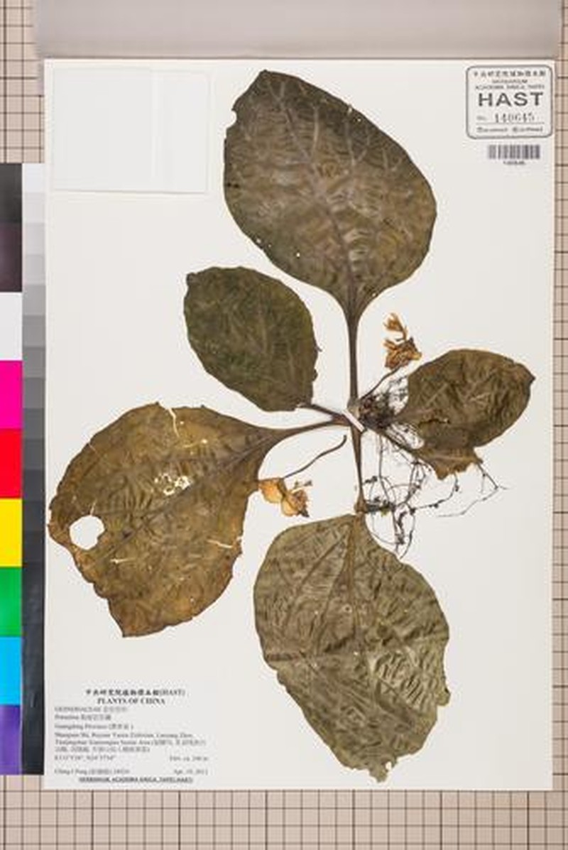 Primulina pengii