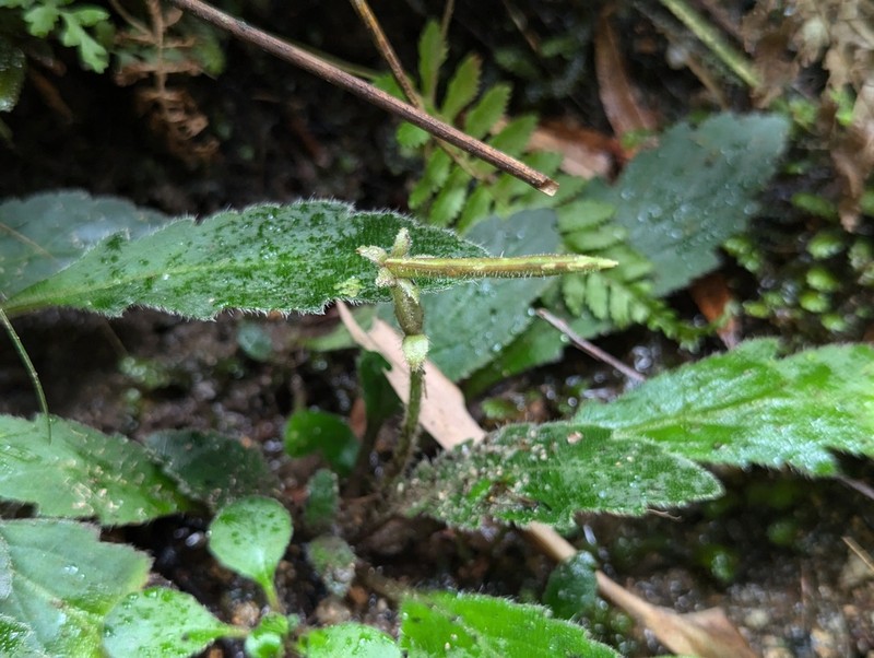 Primulina pinnatifida photo 2