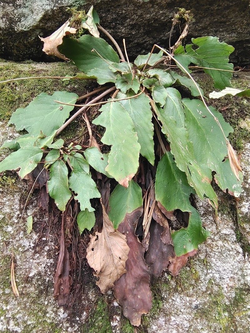 Primulina pinnatifida photo 3