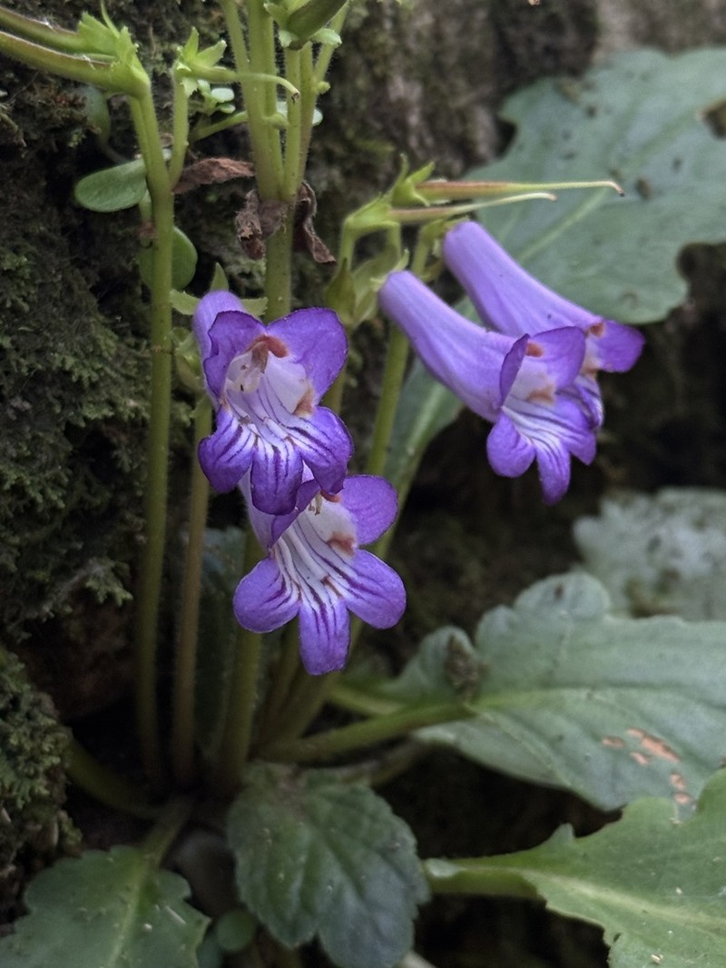 Primulina pinnatifida photo 4