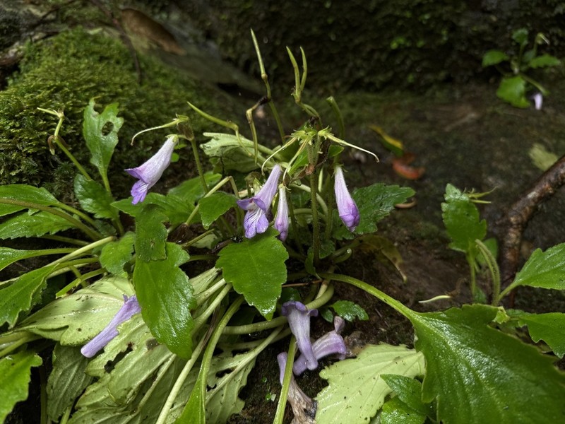 Primulina pinnatifida photo 5