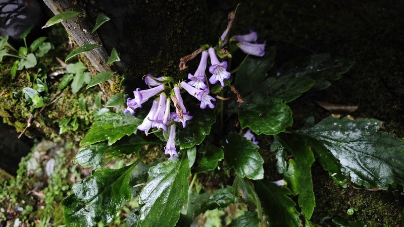 Primulina pinnatifida photo 6