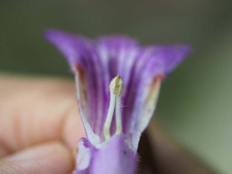 Primulina pinnatifida photo 7