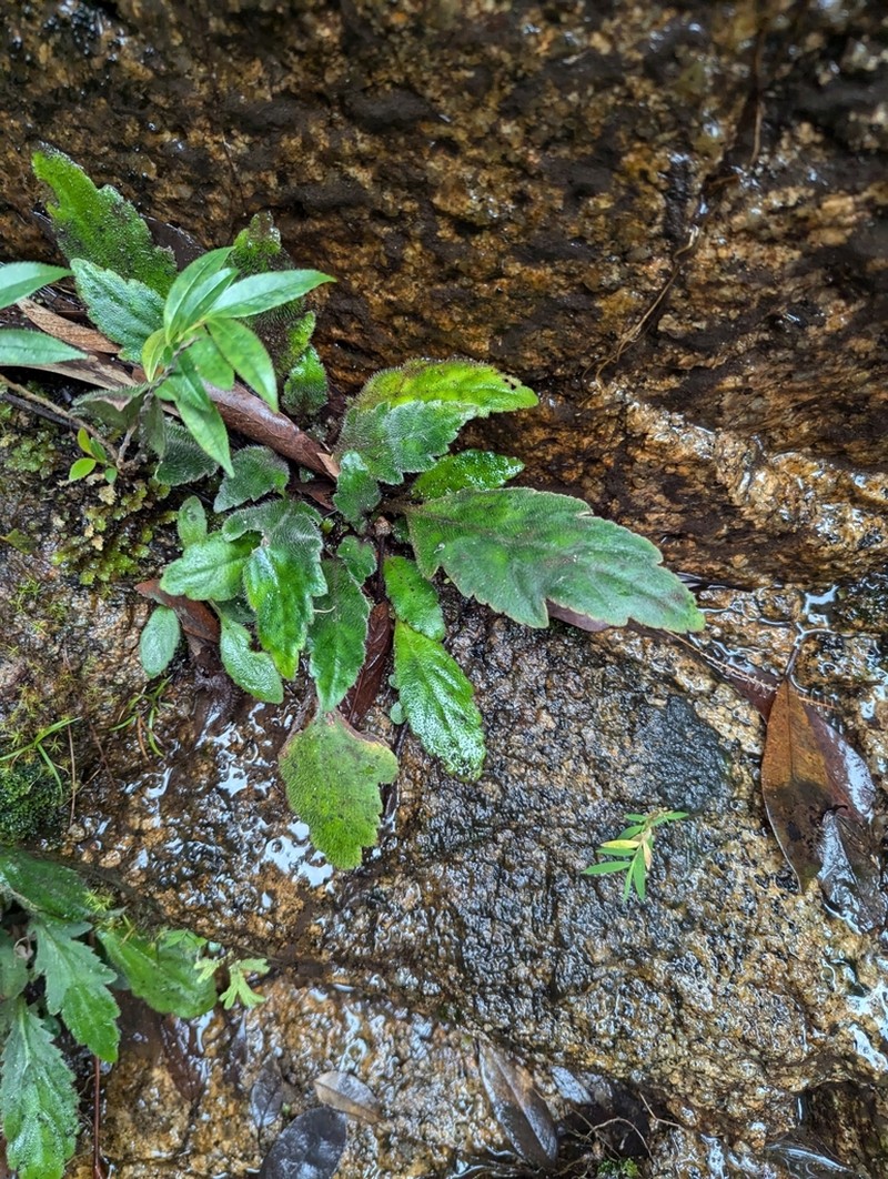 Primulina pinnatifida photo 8
