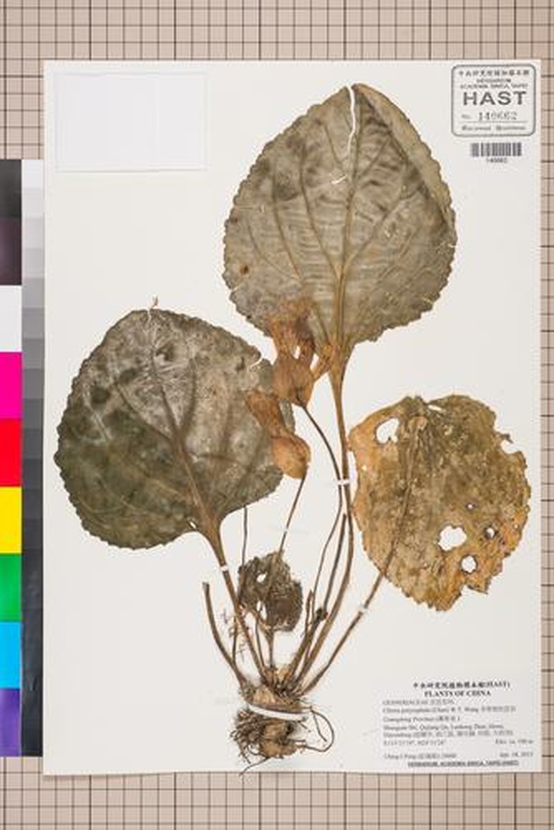 Primulina polycephala