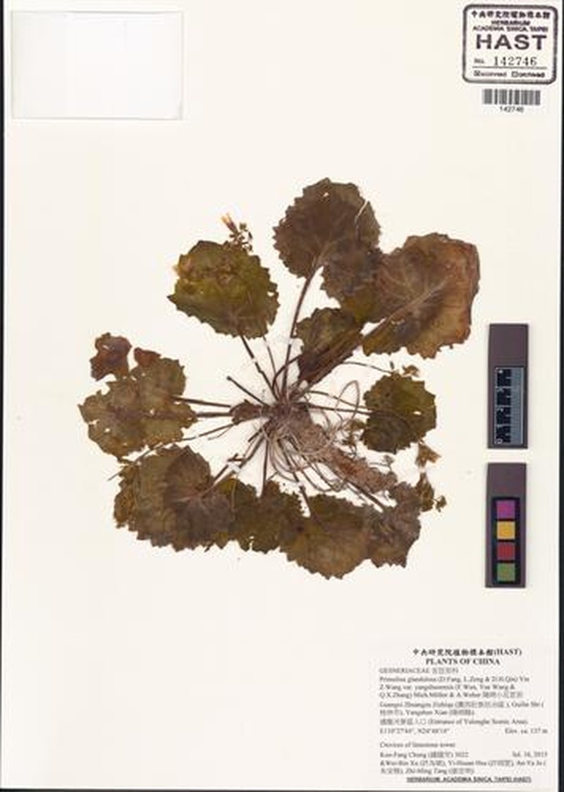 Primulina pseudoglandulosa