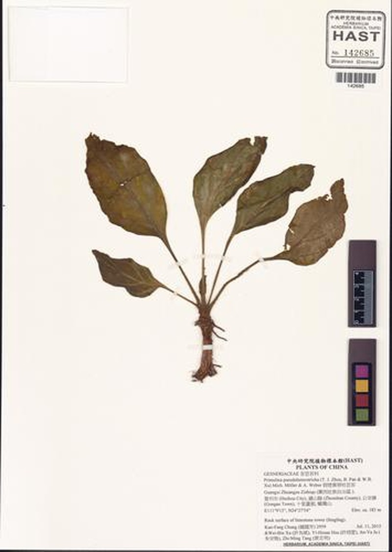 Primulina pseudoheterotricha