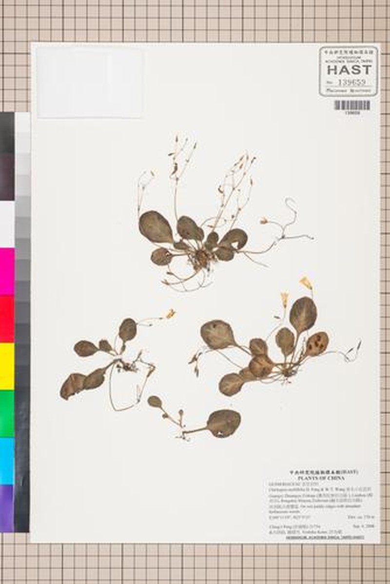 Primulina pseudomollifolia