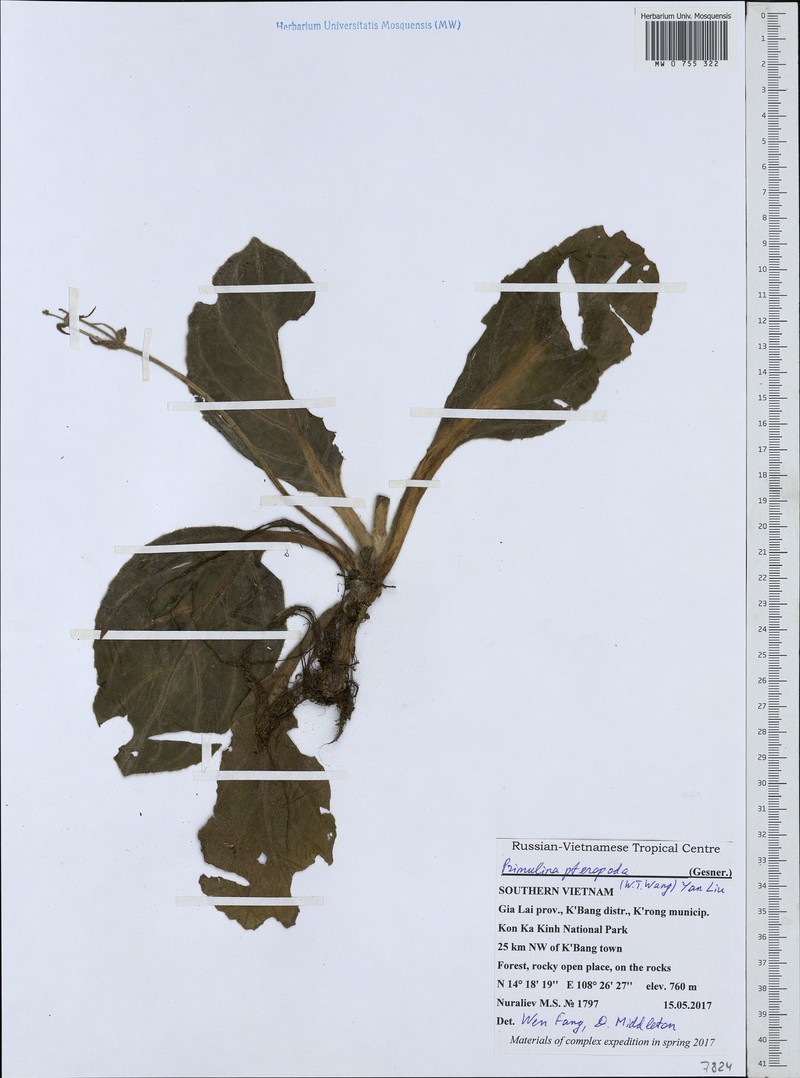 Primulina pteropoda photo 2