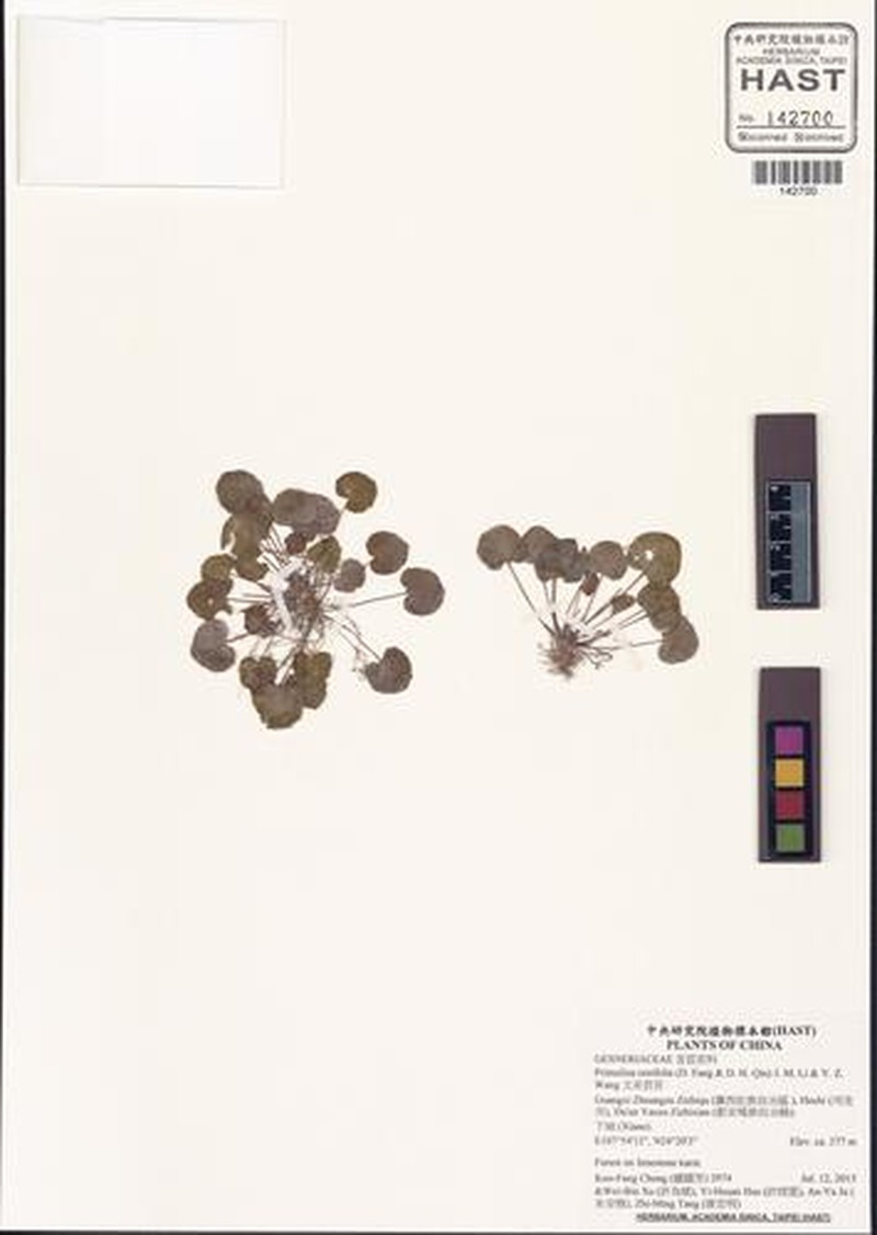Primulina renifolia