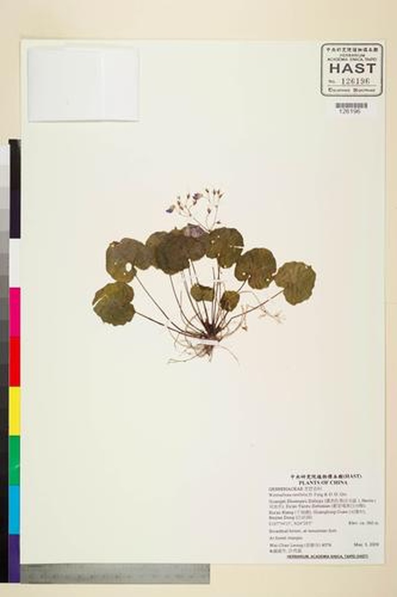 Primulina renifolia photo 2