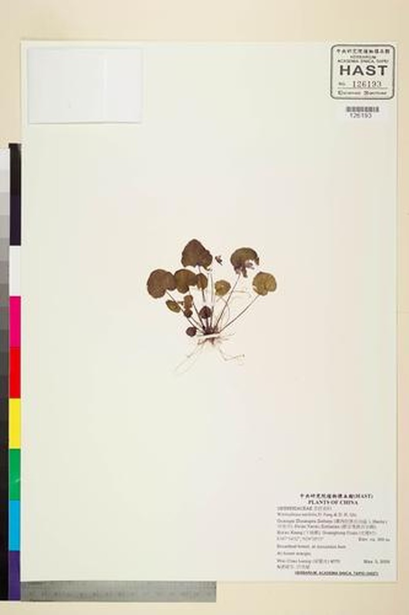 Primulina renifolia photo 3