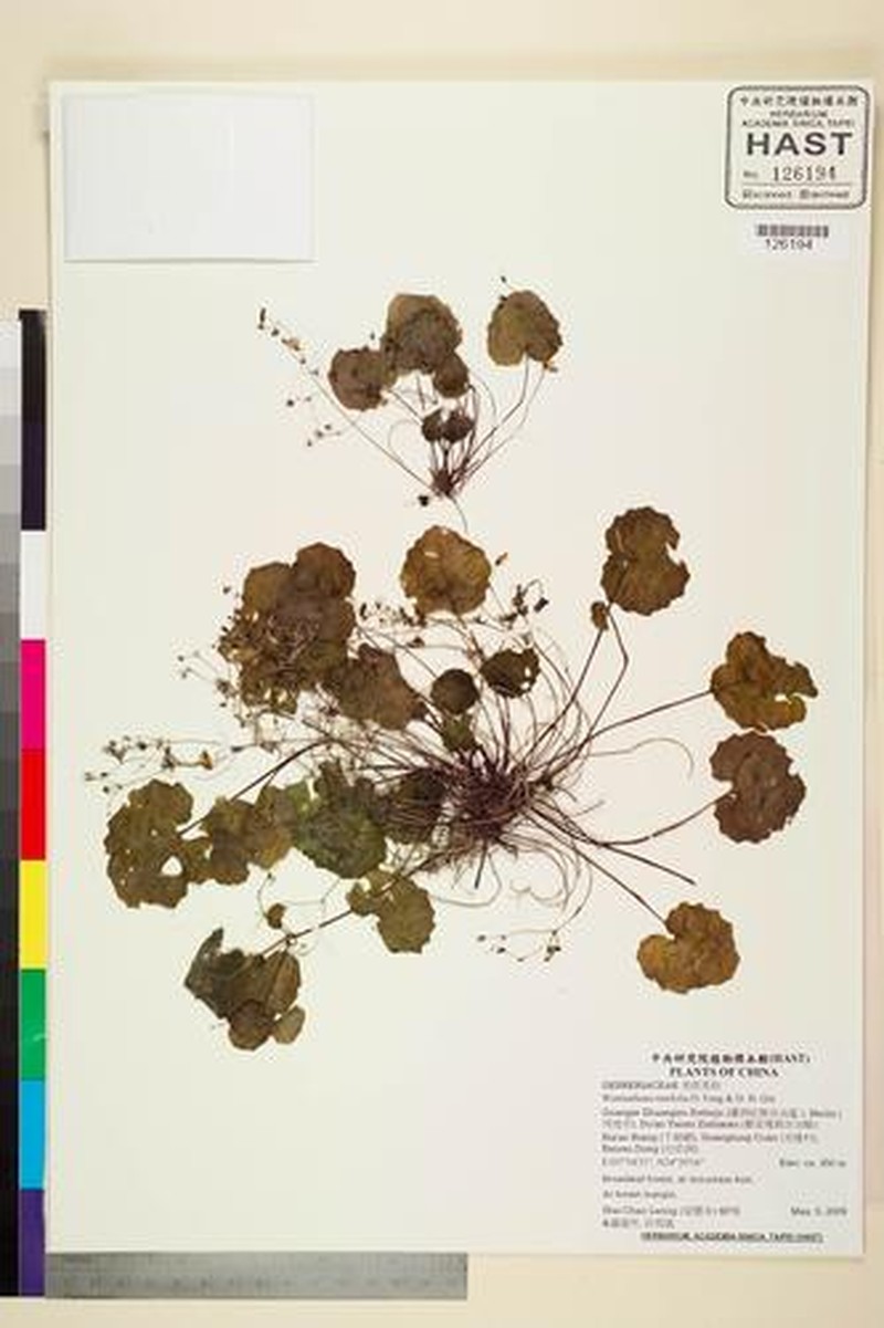 Primulina renifolia photo 4