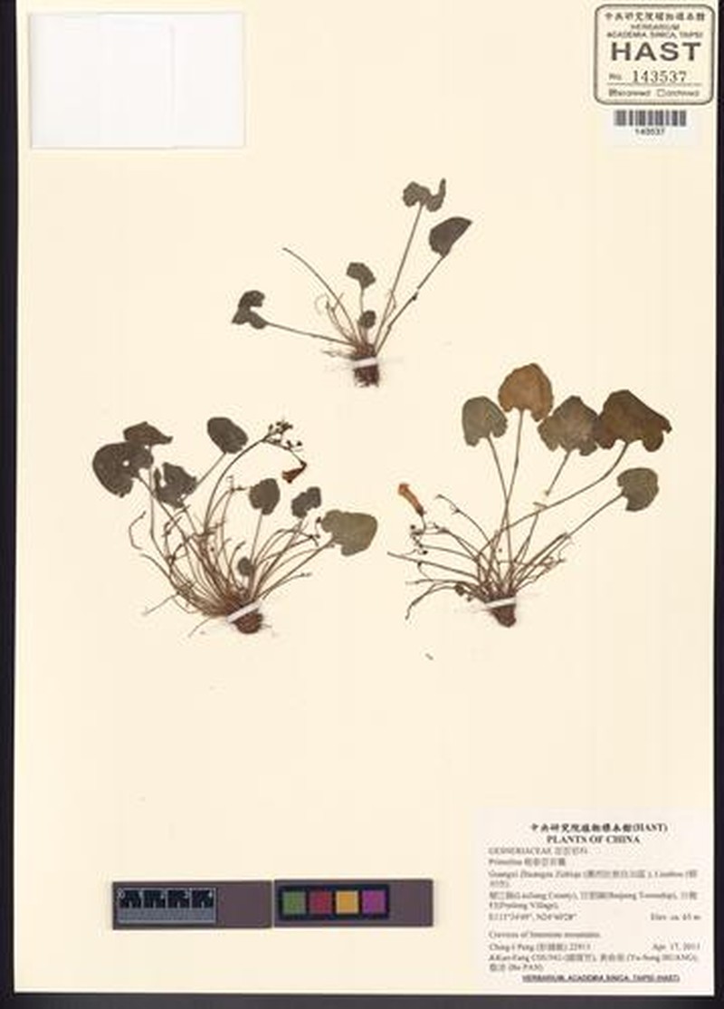 Primulina repanda
