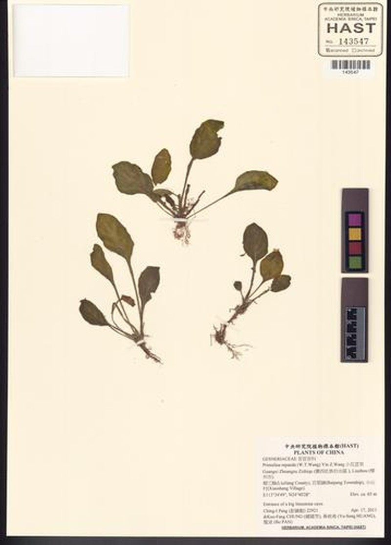 Primulina repanda photo 2