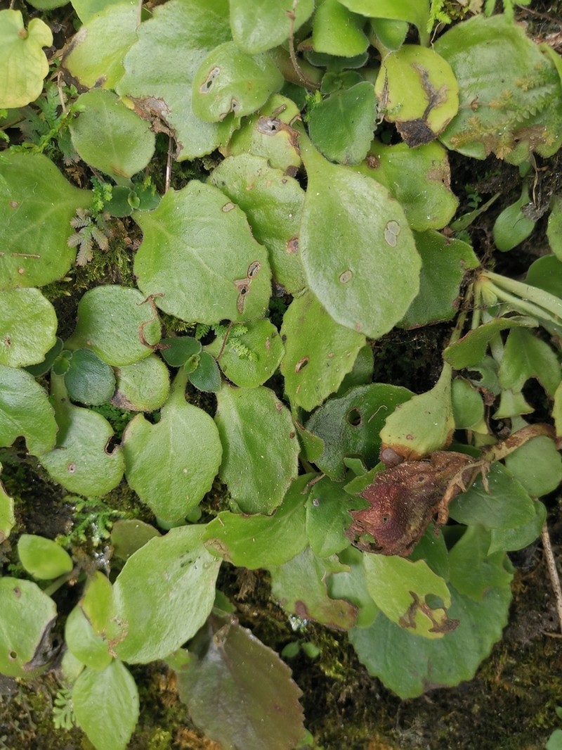 Primulina roseoalba