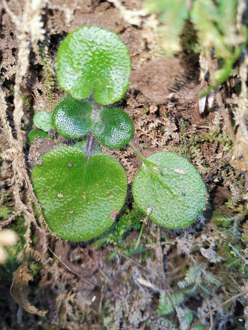 Primulina rotundifolia