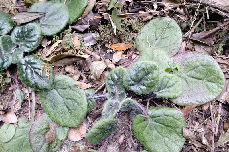 Primulina rotundifolia photo 2
