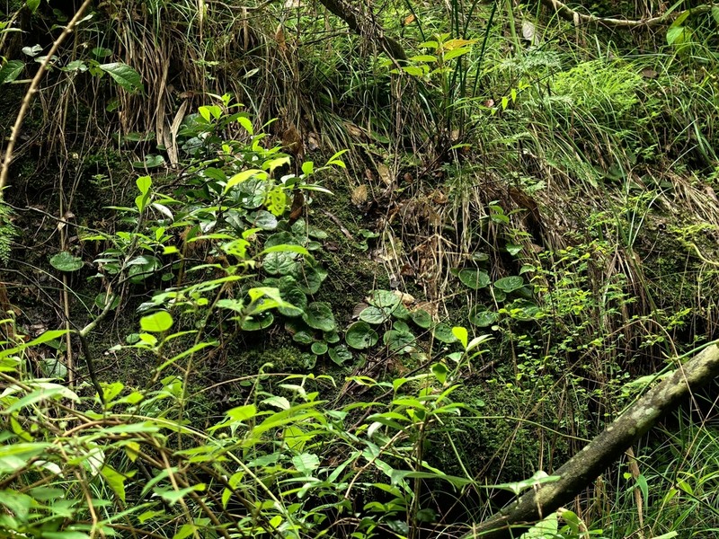 Primulina rotundifolia photo 3