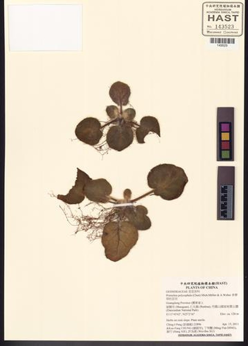 Primulina rotundifolia photo 5