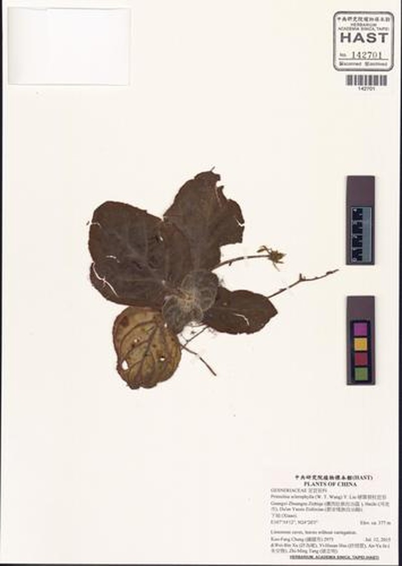Primulina sclerophylla