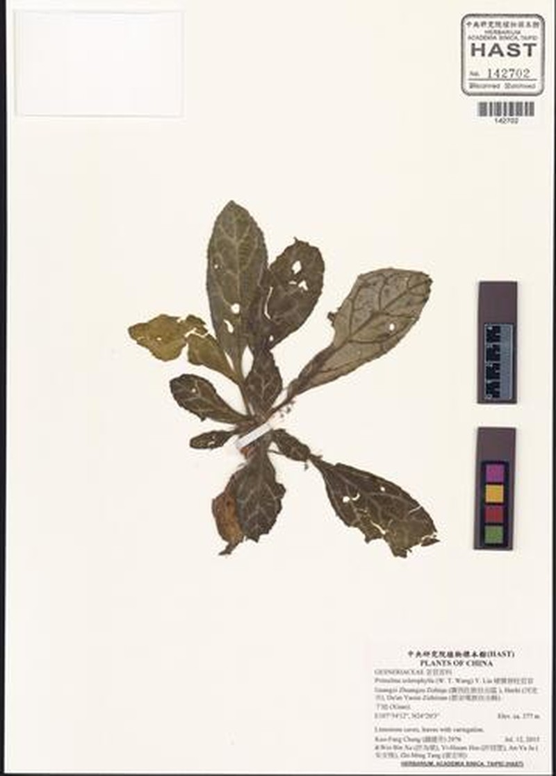 Primulina sclerophylla photo 2