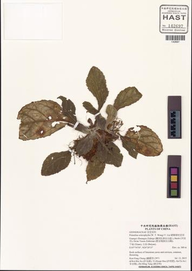 Primulina sclerophylla photo 3