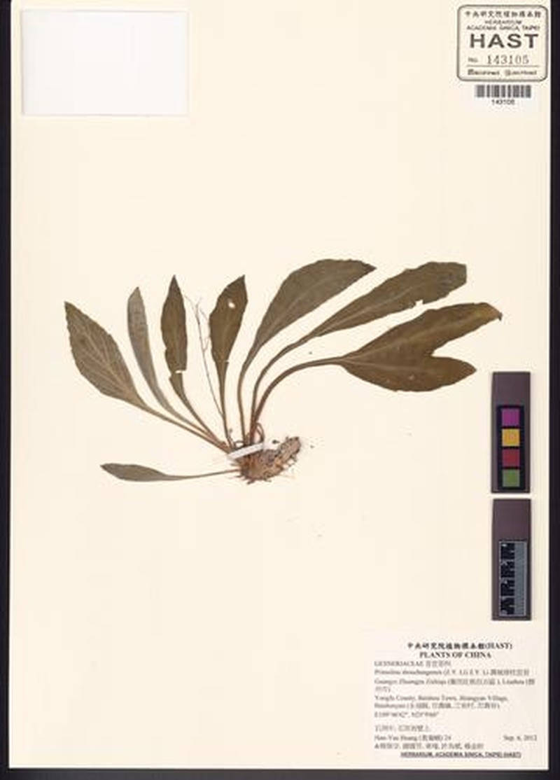 Primulina shouchengensis