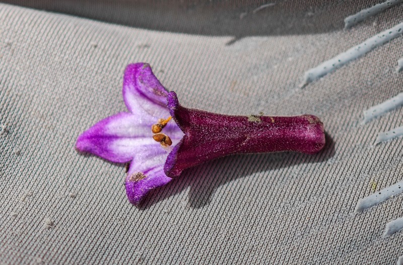 Primulina sinovietnamica