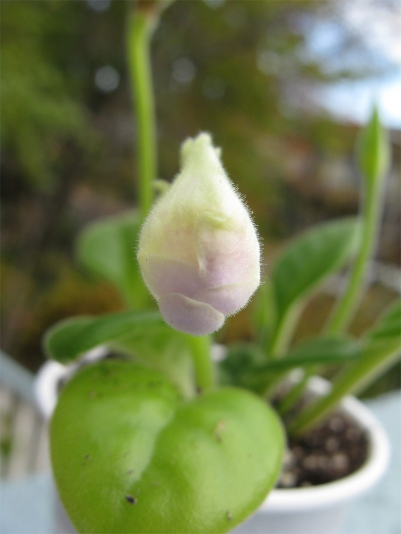 Primulina spadiciformis
