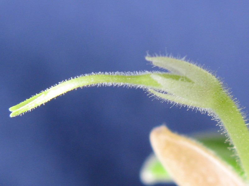 Primulina spadiciformis photo 2