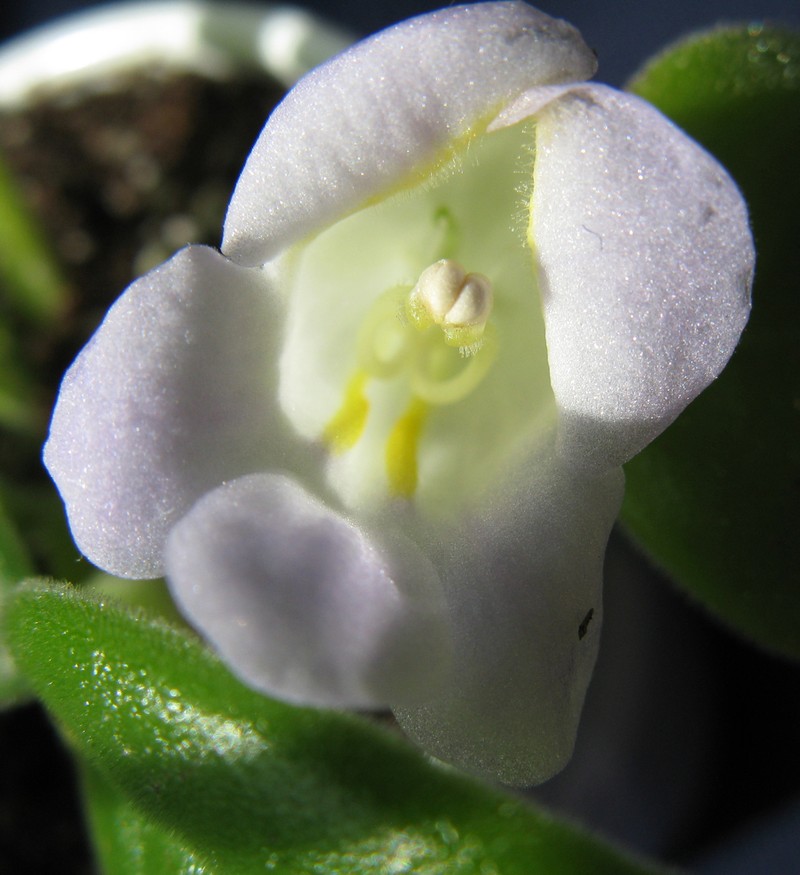 Primulina spadiciformis photo 3