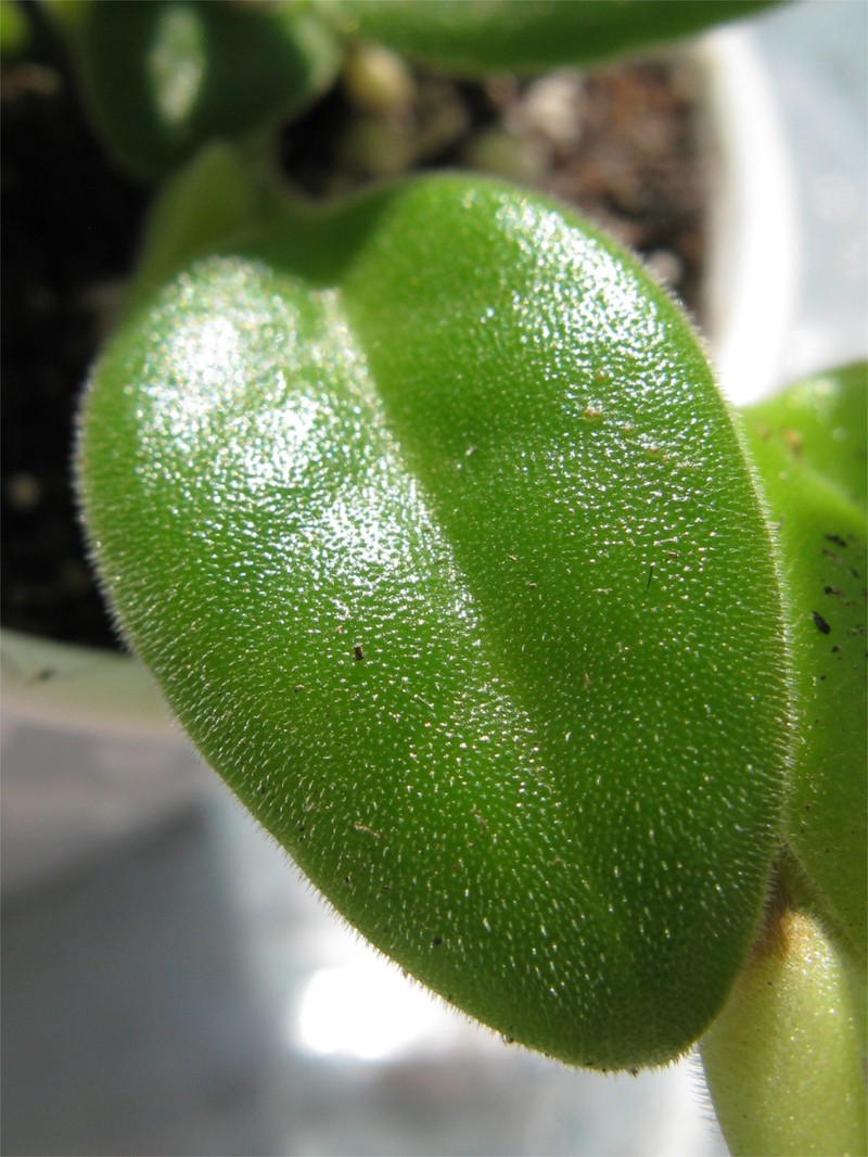 Primulina spadiciformis photo 4
