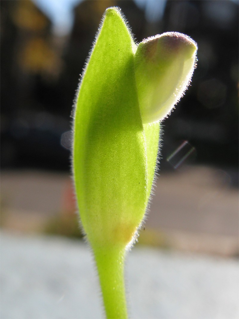 Primulina spadiciformis photo 5
