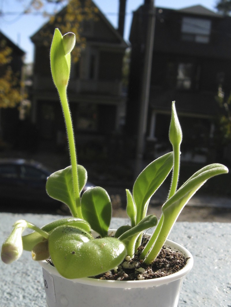 Primulina spadiciformis photo 6