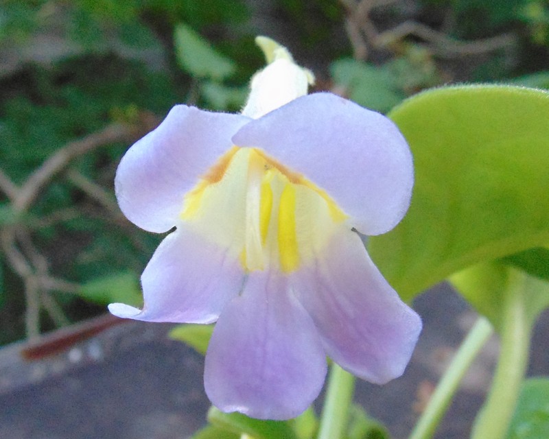 Primulina spadiciformis photo 8