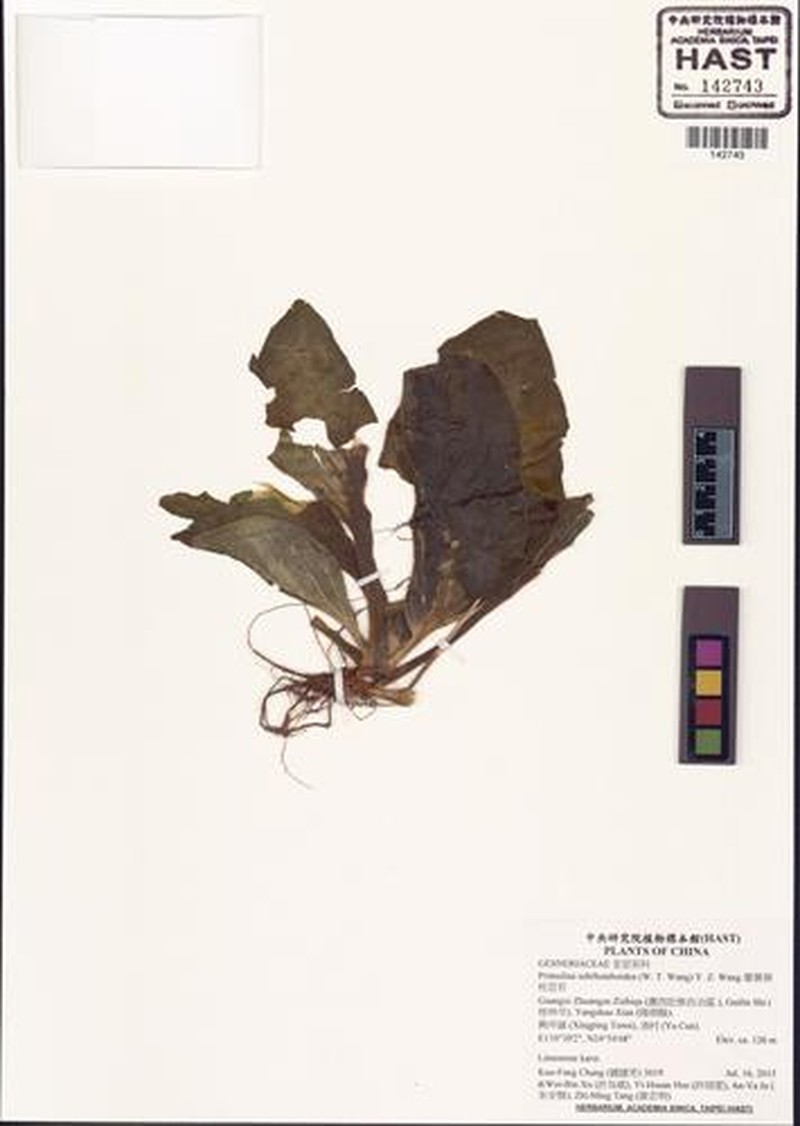 Primulina subrhomboidea