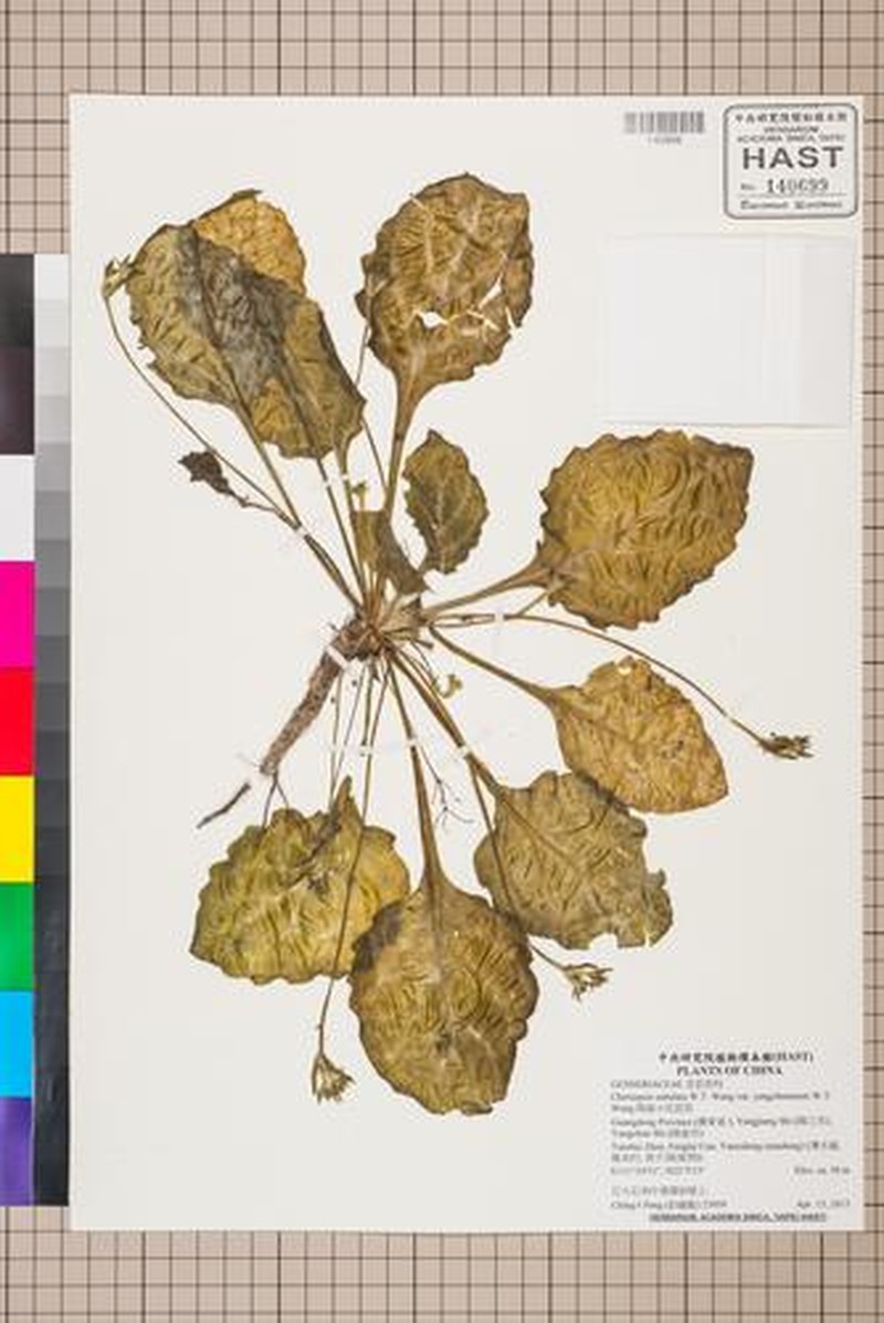 Primulina subulata photo 2