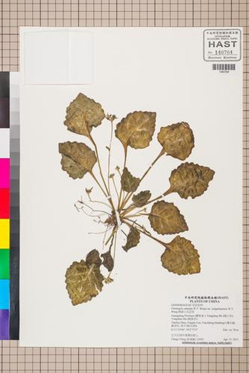 Primulina subulata var. yangchunensis photo 2