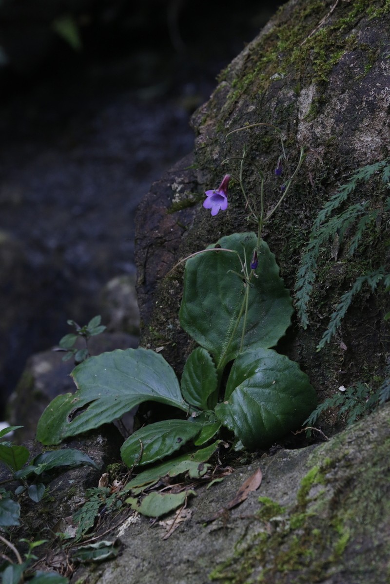Primulina swinglei