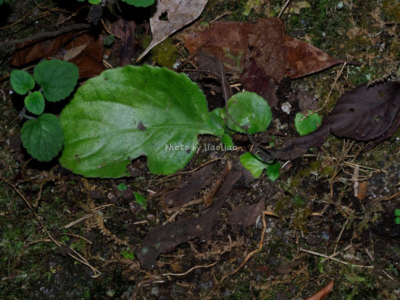 Primulina swinglei photo 3