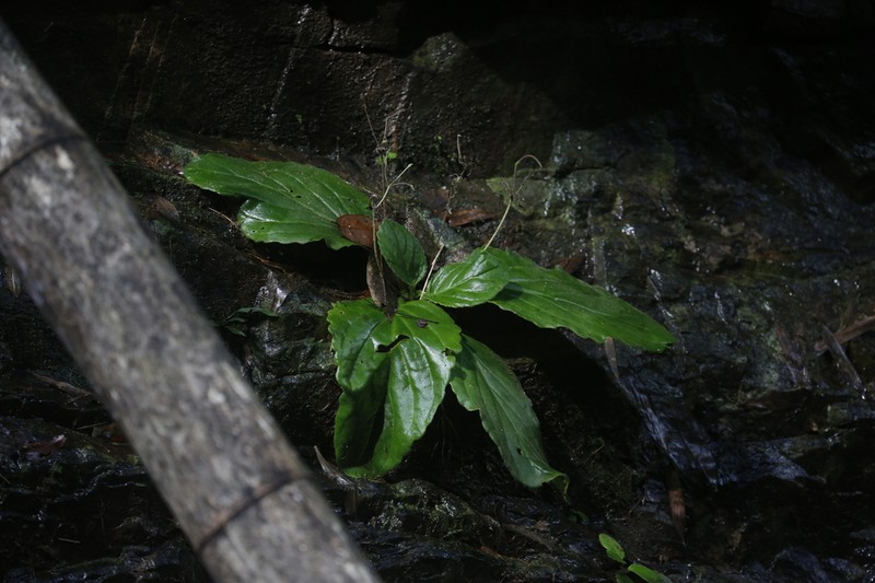 Primulina swinglei photo 8