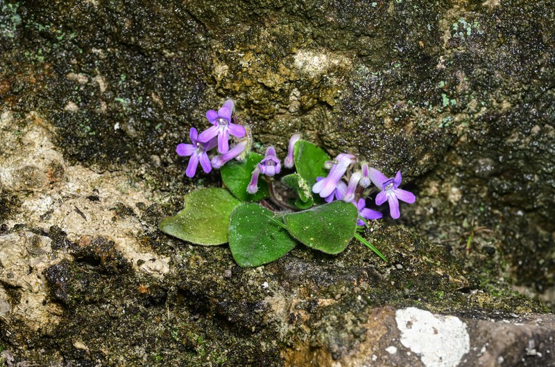 Primulina tenuituba
