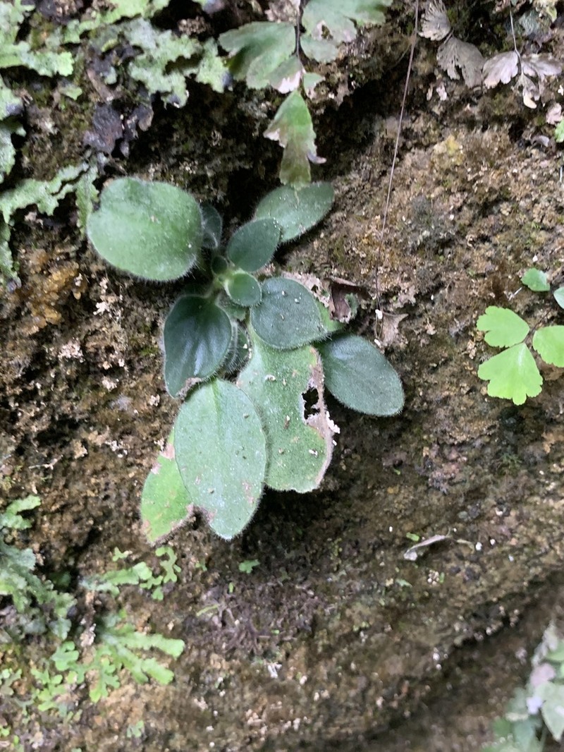 Primulina tenuituba photo 2