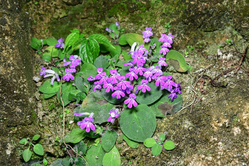 Primulina tenuituba photo 3