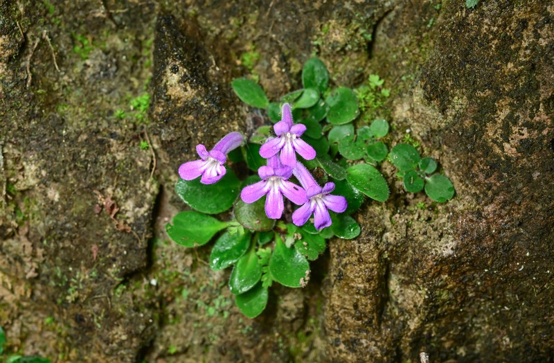 Primulina tenuituba photo 5