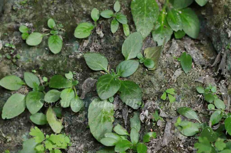 Primulina tenuituba photo 6