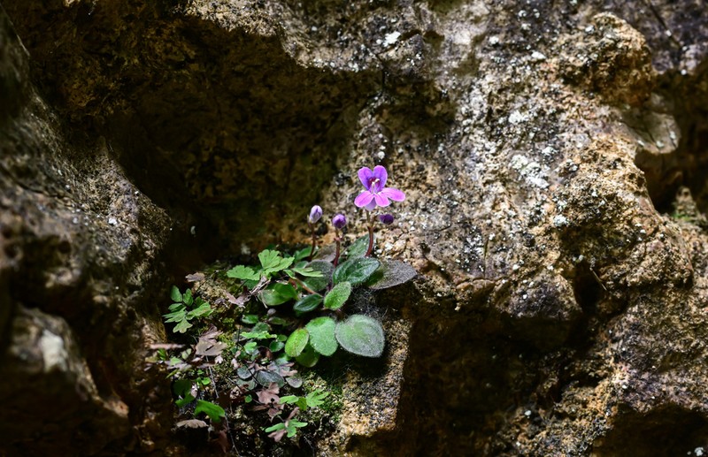 Primulina tenuituba photo 8