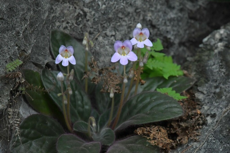 Primulina villosissima
